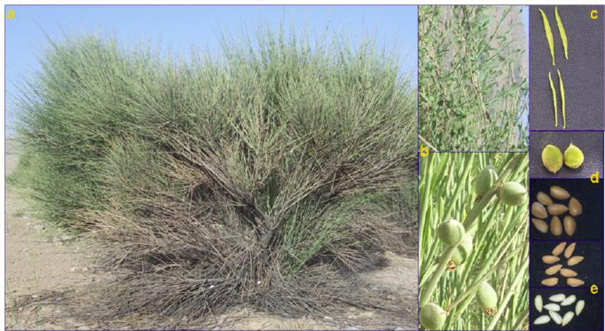 ارژن / بادام کوهی - معرفی درختان میوه